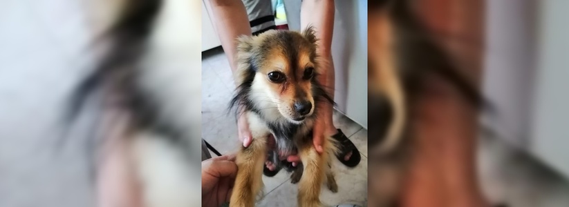 «Пес сидел на том месте, где лежал упавший мужчина»: в Новороссийске помогли вернуться домой собаке, хозяину которой стало плохо на улице