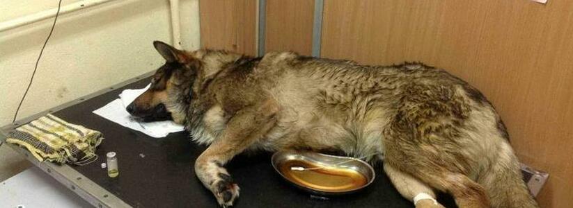 В Новороссийске умерла собака, отравленная человеческим лекарством от туберкулеза