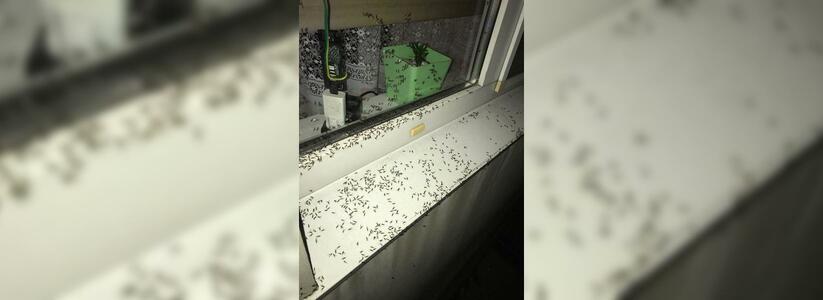 Нашествие летающих муравьев переживает Новороссийск: очевидцы публикуют фотографии, как крылатые насекомые облепили дома