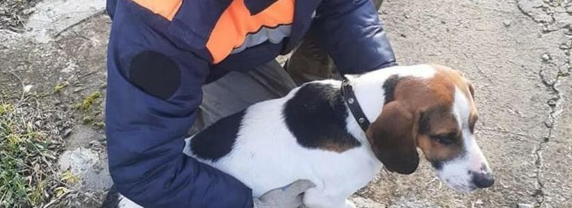 Собака в водяной ловушке: новороссийские спасатели помогли псу выбраться из заточения