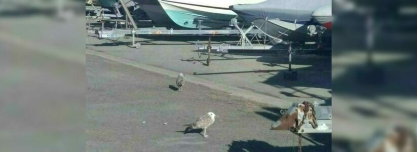 В новороссийском яхт-клубе взяли опеку над двумя чайками (птицы не могут летать)