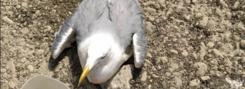«Нам предложили усыпить ее…»: в Новороссийске туристы спасли умирающую в Суджукской лагуне чайку
