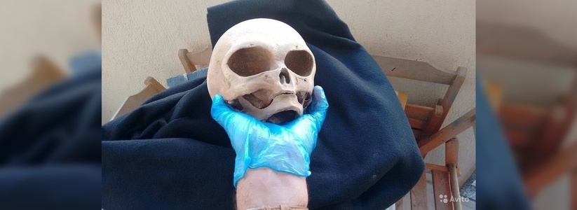 Новороссиец продает на «Авито» череп инопланетянина