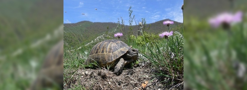 Ученые нашли в Новороссийске черепаху с мутацией