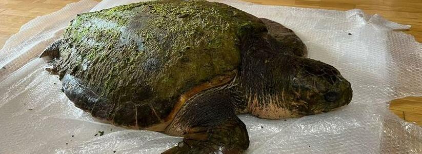 Чуда не произошло: гигантская черепаха, которую выбросило на берег в районе Анапы, умерла