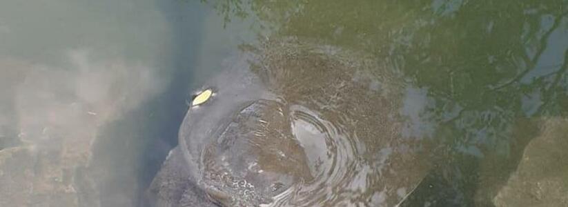 Краснокнижная черепаха готовится к переезду из пруда в парке Фрунзе