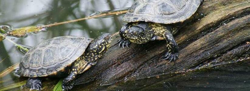 «Куда девать черепах?»: новороссийцы обеспокоены судьбой пресмыкающихся из-за  реконструкции «Южных прудов»