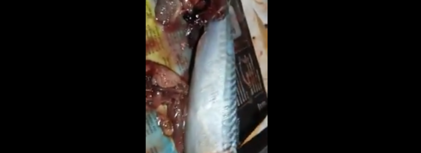 Житель Новороссийска купил рыбу с червями в супермаркете Новороссийска: вернуть деньги ему отказались