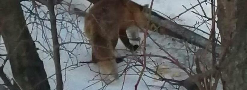 Голодная лиса подошла к домам жителей Новороссийска в поисках еды
