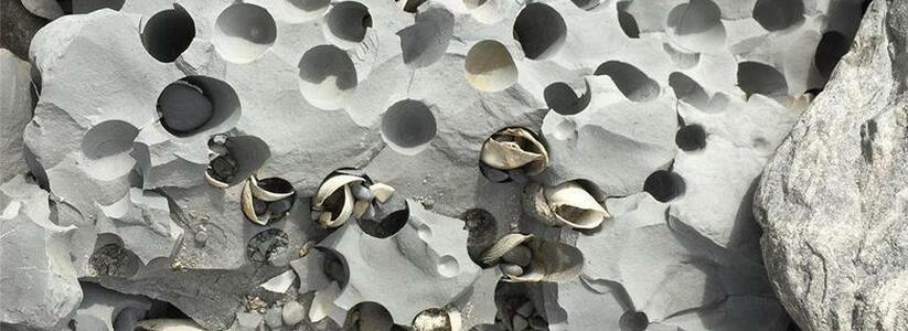 Новороссийцев удивил продырявленный камень с моллюсками внутри