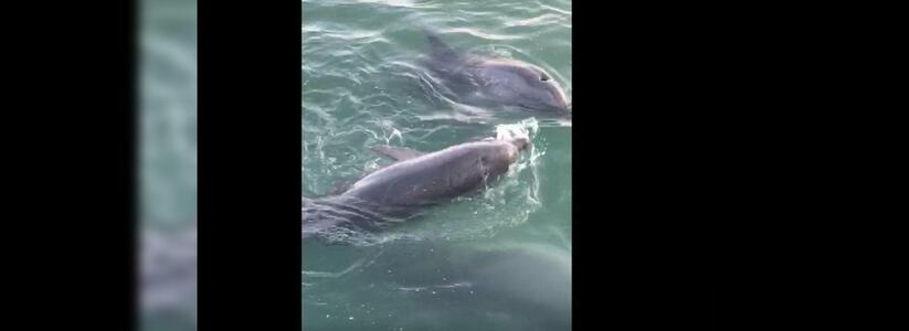 Новороссийцы сняли на видео, как стая дельфинов охотится и играет с пойманной рыбой, устроив настоящее шоу
