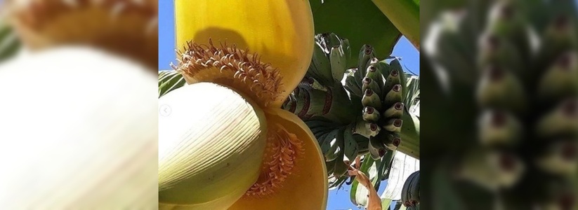 Бананы из Супсеха: жители Анапы выращивают у себя на подворье бананы