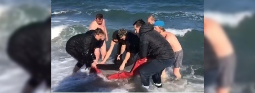Дельфин, которого пытались спасти жители Новороссийска, погиб: видео спасательной операции