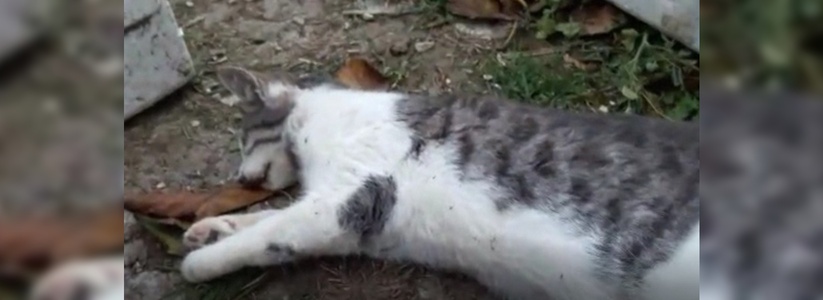 Догхантеры в пригороде Новороссийска расправились с двумя десятками кошек: шокирующие кадры