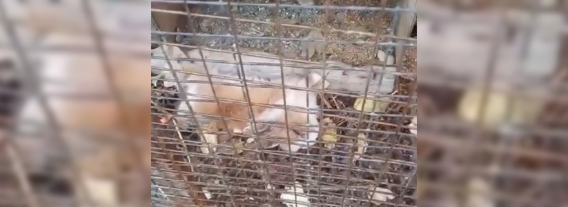Мертвого кролика обнаружили в живом уголке посетители новороссийского парка: видео инцидента выложили в Сеть