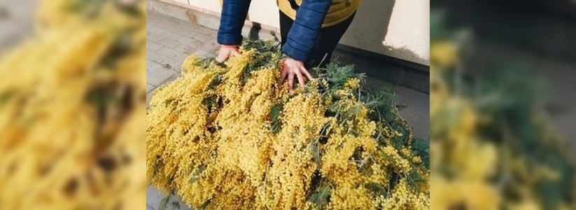 На рынках Новороссийска появилась абхазская мимоза: сколько стоит ароматный букет