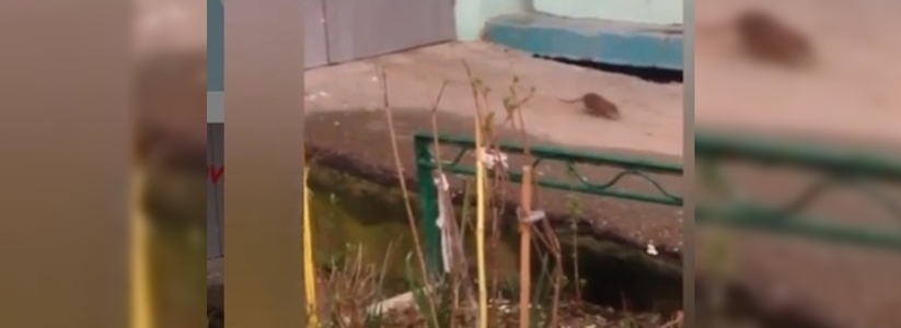 Огромная крыса средь бела дня разгуливает у подъезда многоэтажки в Новороссийске:  жители дома сняли видео