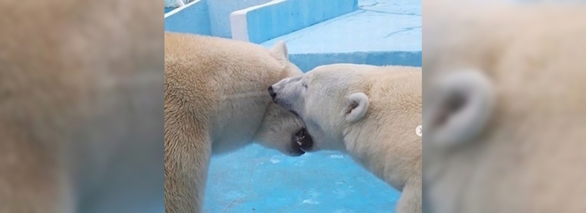 Большая медвежья любовь: поцелуи белых медведей в сафари-парке Геленджика попали в объектив камеры