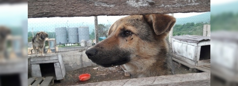 «Это концлагерь для собак»: волонтеры Новороссийска узнали, в каких условиях содержатся отловленные на улицах животные