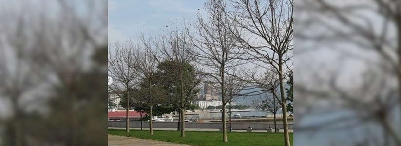 На набережной Новороссийска деревья остались без листвы