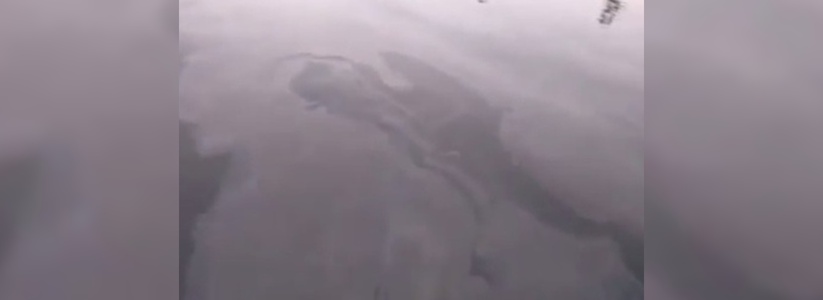 Нефтяное пятно неизвестного происхождения замечено в Цемесской бухте: новороссийцы сняли видео