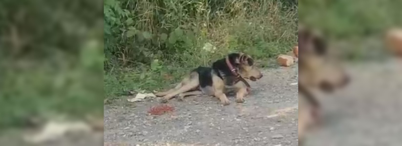 Под Новороссийском преданный пес несколько дней сидит на одном месте и ждет хозяина