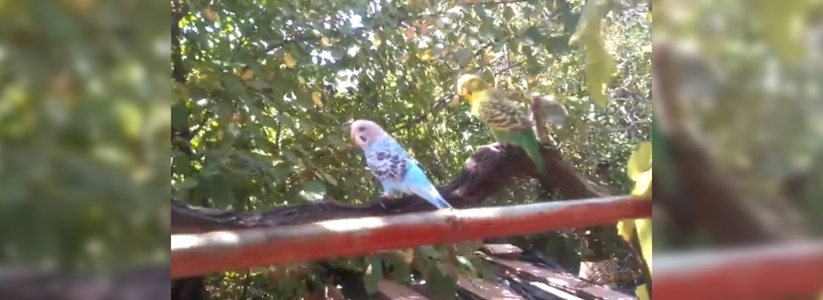 Два попугая живут прямо на улице в винограднике на даче новороссийца: видео пернатой пары