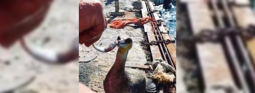 «Дай грудку почешу!»: в Сети появилось видео, как анапские рыбаки кормят и гладят баклана