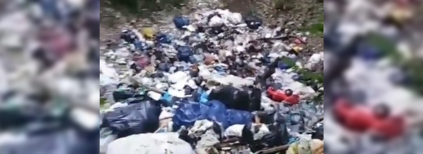 «Правительство виновато?»: новороссиец снял на видео, как люди превратили часть леса в свалку