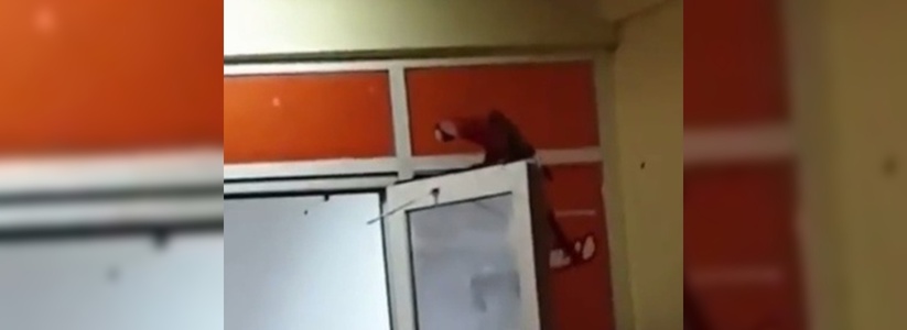 «Джек Воробей в городе!»: новороссийцы сняли на видео крупного попугая, который свободно гуляет в центре города