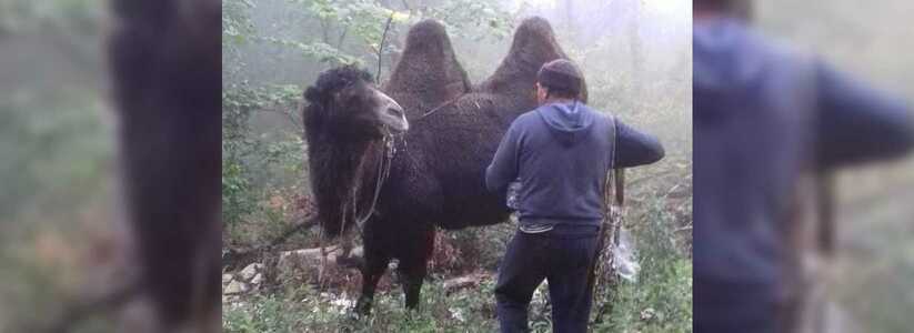 В горах Новороссийска заблудился караван верблюдов (видео)