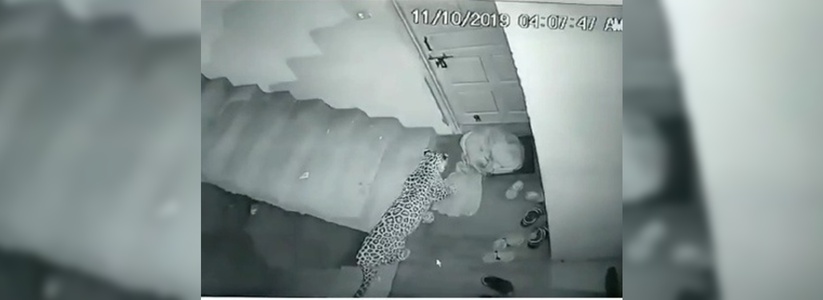 «Леопард напал на спящую собаку в общежитии Шесхариса»: фейковая новость о сбежавшем хищнике напугала новороссийцев