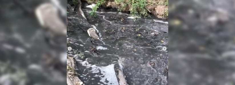 «На чьей это совести?»: новороссийский фермер снял на видео, как его угодья затопило канализационными стоками