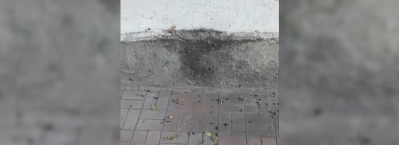 «Их тьма!»: новороссийцы сняли на видео «ковер из тараканов» на тротуаре