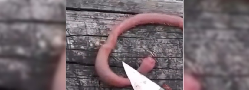 Зубастого «червя-монстра» поймал кубанский рыбак и снял на видео