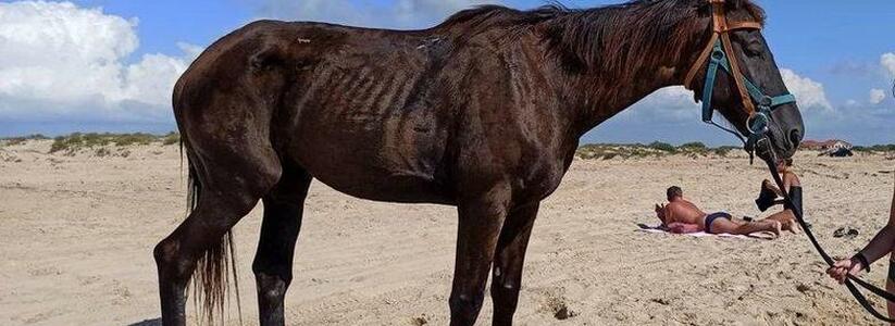 Жители Анапы требуют закрыть конюшню, в которой жестоко обращаются с лошадьми