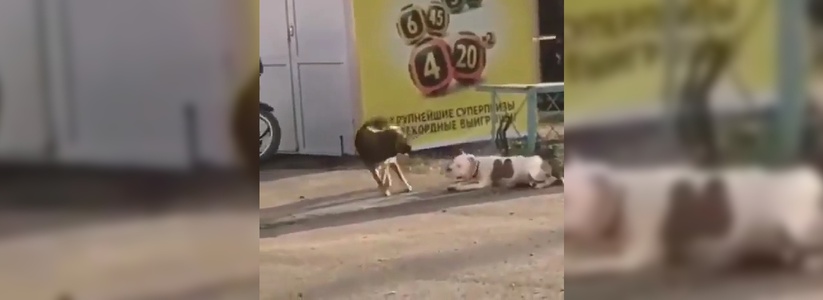 Уличный пес «спасает» привязанного к оградке породистого товарища:  новороссийцы делятся трогательным видео
