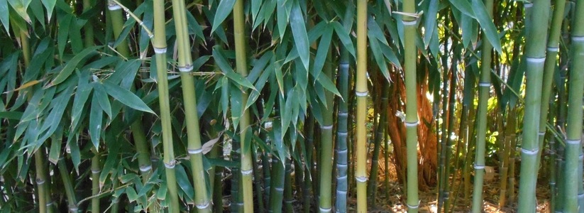 «Невероятно, но факт!»: горожанин нашел в окрестностях Новороссийска бамбуковую рощу