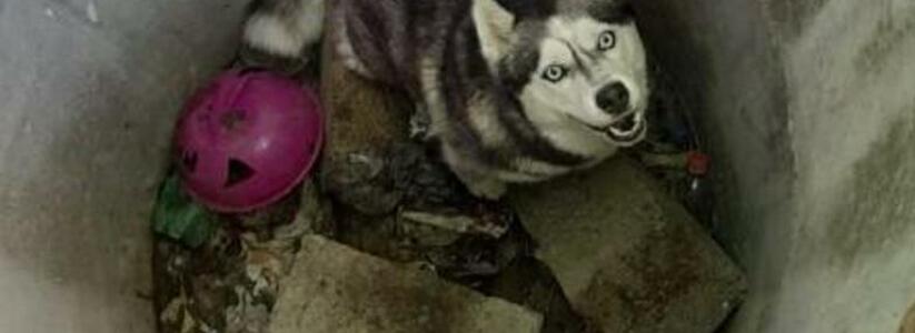 В Новороссийске на заброшенной стройке собака упала в колодец