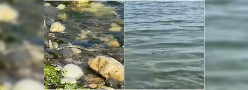 Рыбку ловили, на солнышке грелись: новороссийцы заметили в море змей (видео)