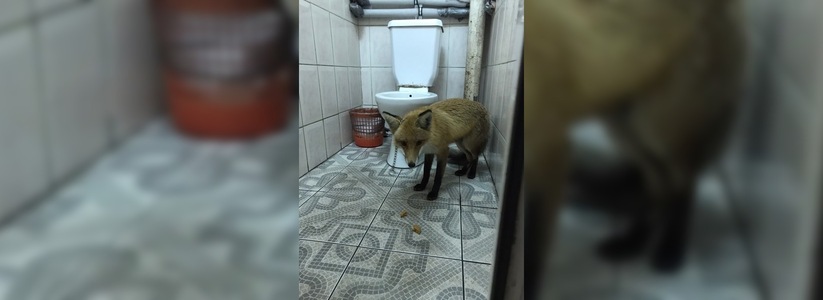 Ручную лису с цепью на шее поймали жители Новороссийска: животному ищут новый дом