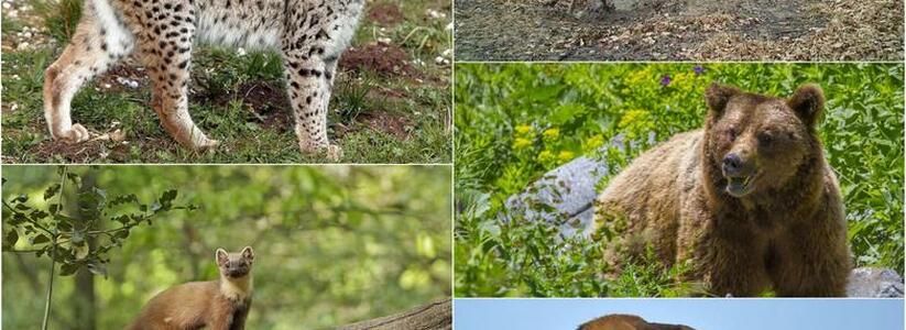 Рыси, олени, медведи и леопарды: каких животных можно встретить в лесах Новороссийска и края?