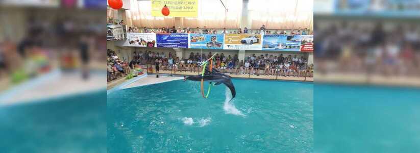 Геленджикский дельфинарий поздравляет с наступающим 8 Марта и приглашает на представление