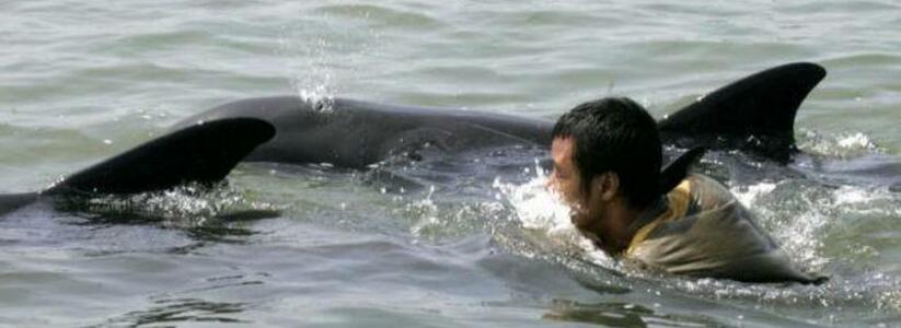 После шторма на пляже Мысхако в Новороссийске обнаружен труп дельфиненка