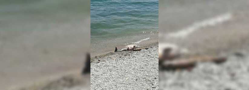 Жители города обнаружили на пляже Новороссийска мертвого дельфина
