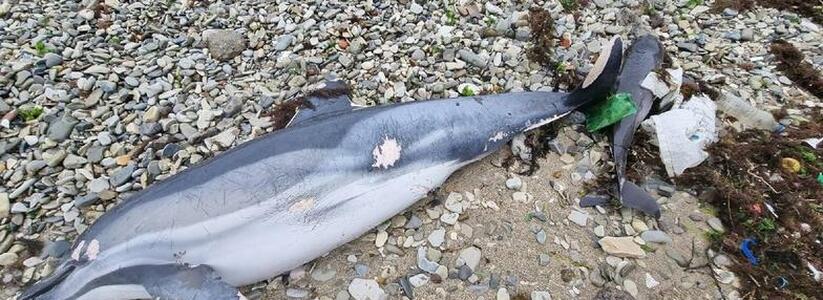 "Куча трупов и грязи": новороссийцы обнаружили четыре мертвых дельфина на Волочаевском пляже