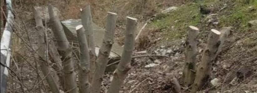 «Уберите деревья с дороги!»: житель Новороссийска просит спилить четыре дерева