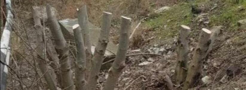 Полиция Новороссийска ищет свидетелей вырубки деревьев в Пионерской рощи