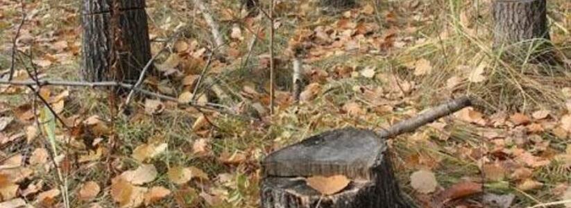 «Кому они помешали?»: в Пионерской роще продолжают рубить деревья