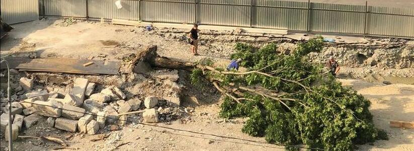 На участке «новой» Видова в 13-м микрорайоне Новороссийска срубили последнее дерево